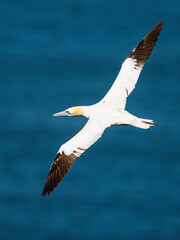 Northern Gannet, Morus bassanus, birds in flight over cliffs, Bempton Cliffs, North Yorkshire, England