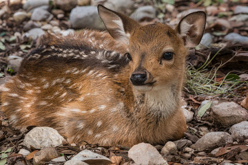 Little Spotted Fawn Resting