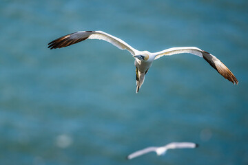 Northern Gannet, Morus bassanus, birds in flight over cliffs, Bempton Cliffs, North Yorkshire, England