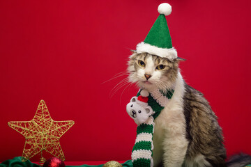 White chest tabby cat wearing Christmas accessories with red background. Copy space.