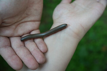millipede