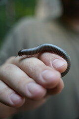 millipede