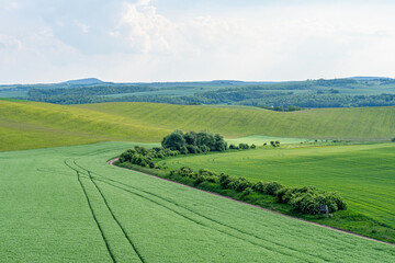 Landscape of young blooming green farm pea field with hills, dirt road, groups of trees in sunlight, wide angle lens