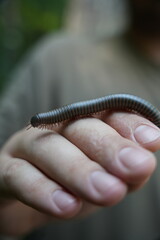 millipede close-up