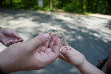 holding moss