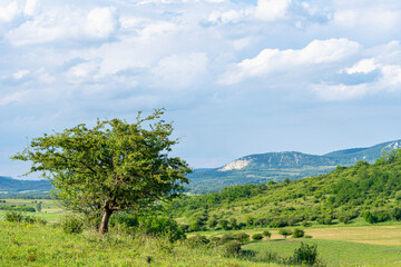 Fototapeta premium Spring landscape among mountains with green plants, tree and slightly cloudy blue sky, telephoto