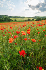 Field with lots of red poppies in spring, green trees in the background, slightly cloudy blue sky, telephoto