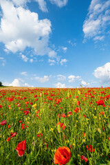 Field with lots of red poppies in spring, slightly cloudy blue sky, telephoto