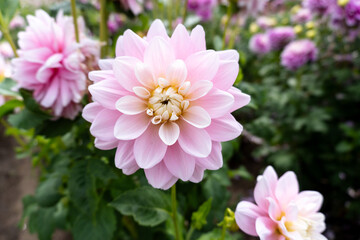 Soft pastel pink dahlias with cream white center, edged in lavender © Hayley Gray