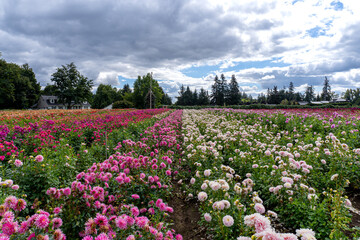 Oregon Dahlia Farm