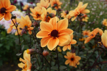 Golden Hour Single Bloom Dahlias