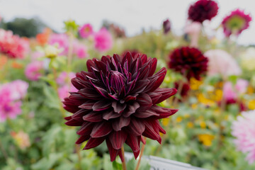 Black red decorative dahlia