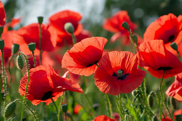 Beautiful common red poppy flowers background