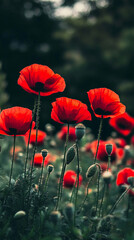 Obraz premium Beautiful common red poppy flowers background