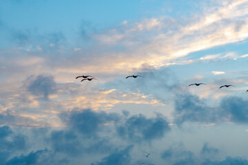 flock of birds flying in the sky as the sun is rising