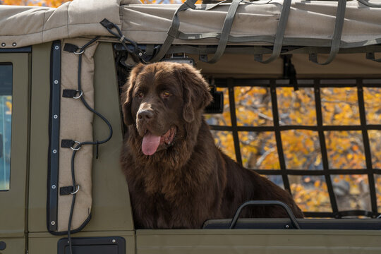 Brown newfoundland dog in a truck looking out during the fall