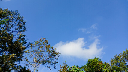 treetops with green leaves against a backdrop of clear midday sky.