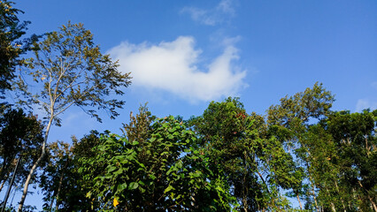 treetops with green leaves against a backdrop of clear midday sky.
