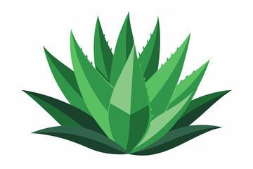 Fototapeta premium Aloe vera plant isolated on white background