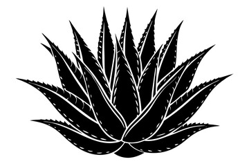  Aloe vera plant isolated on a white background