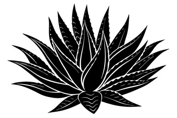  Aloe vera plant isolated on a white background