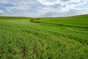 Young blooming green farm pea field landscape with beautiful clouds blue sky sunny wide angle lens