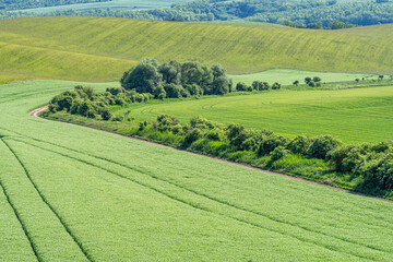 Landscape of young blooming green farm pea field with hills, dirt road, groups of trees in sunlight, wide angle lens