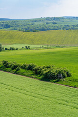 Landscape of young blooming green farm pea field with hills, dirt road, groups of trees in sunlight, wide angle lens