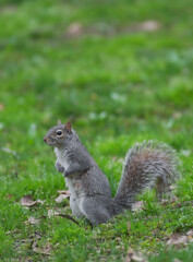 squirrel in the park