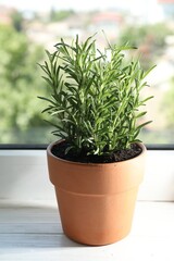 Rosemary plant growing in pot on windowsill. Aromatic herb