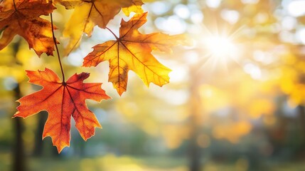 Obraz premium Bright Autumn Leaves with Warm Sunlight