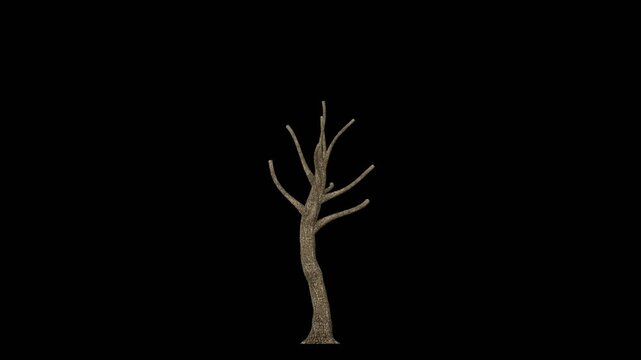 3d growing tree on an alpha channel