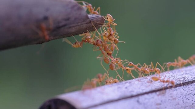 Red ants use their bodies to form a raft to climb to another log.