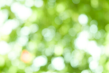 Obraz premium Green bokeh light nature from tree and sky background is a shiny naturally occurring shadow that is not clear but beautiful.