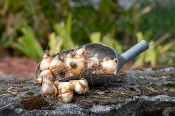 Tete a Tete Mini daffodil bulbs