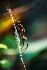 Yellow and Black Orb Weaver Spider in the Web in a Garden