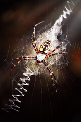 Yellow and Black Orb weaver Spider on the Web