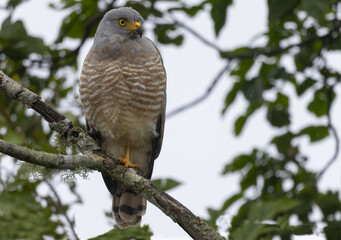 Close up view of a beautiful specimen of a Roadside Hawk (Rupornis magnirostris) perched on a tree branch.