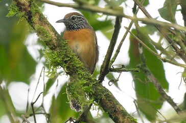 Rufous-breasted Wren (Pheugopedius rutilus)