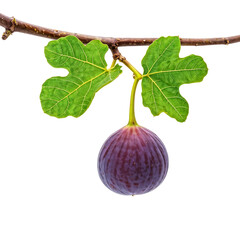 Obraz premium Single Ripe Purple Fig Attached to Branch with Fresh Green Leaves