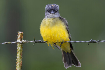 Tropical Kingbird (Tyrannus melancholicus)