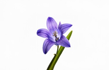 A single purple flower with green stems against a white background.