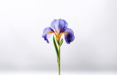 A single purple iris flower with yellow accents stands tall on a white background. - Powered by Adobe