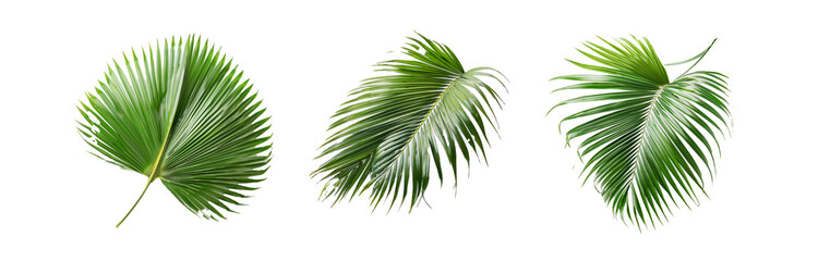 Fototapeta premium Three isolated palm leaves on a white background