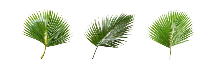 Fototapeta premium Three isolated palm fronds on a white background.