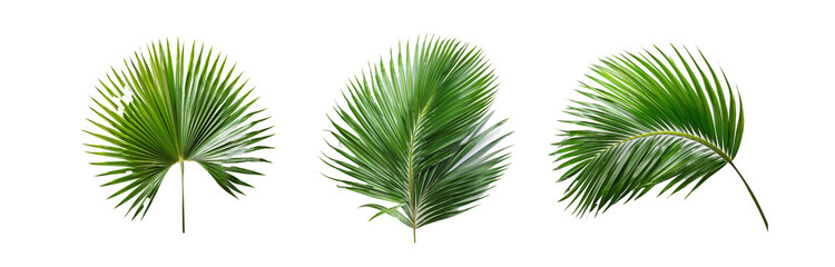 Obraz premium Three green palm leaves isolated against a white background.