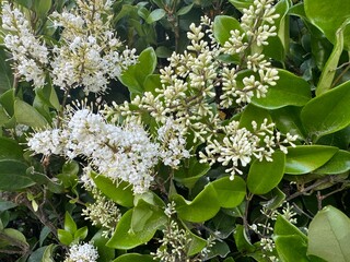 close-up macro photograph of white Japanese privet lilac plant with fresh green leaves - botanical background wallpaper