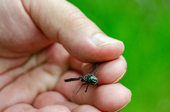 Dragonfly in hand