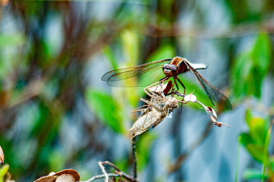 Dragonfly