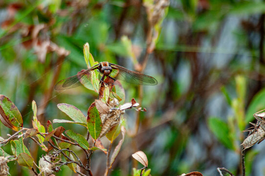 Dragonfly in marsh